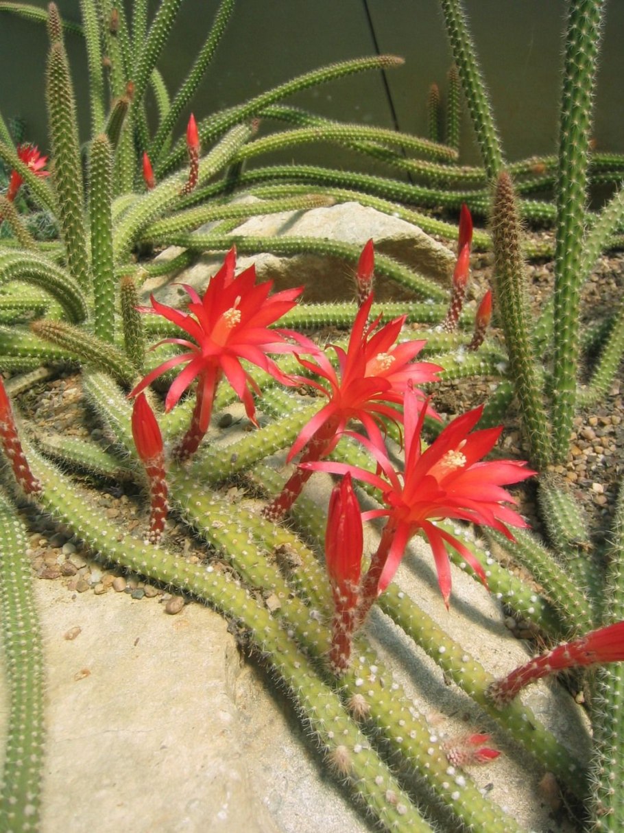 Cactaceae Кактус