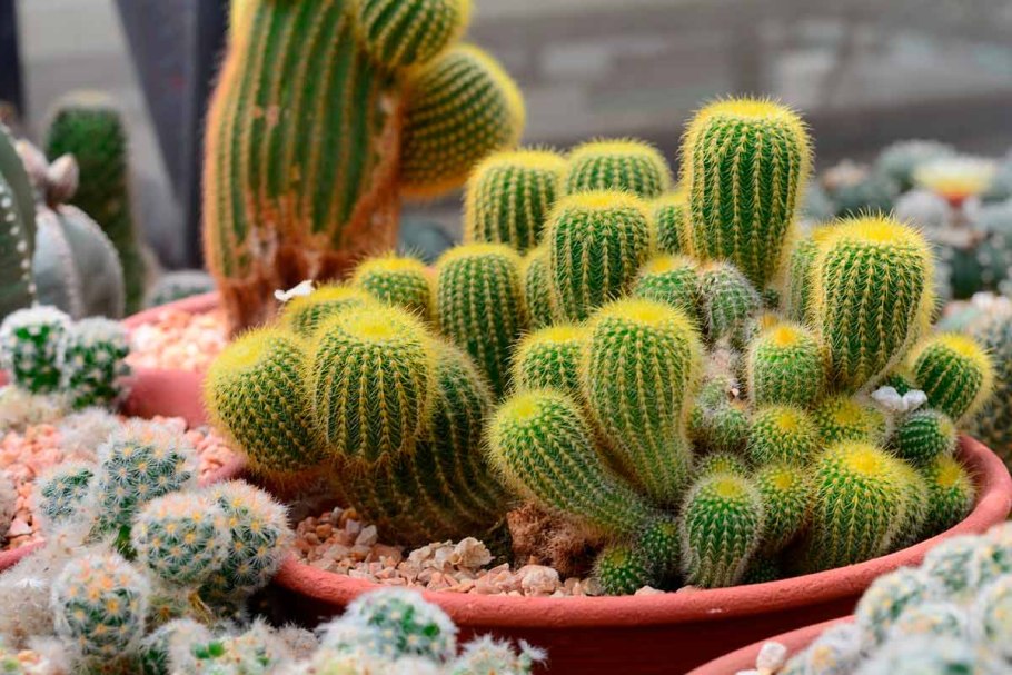 Кактус (🌵 кактусы)