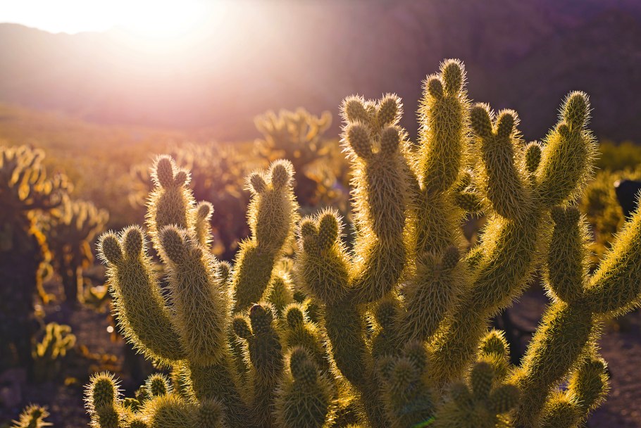 Суккуленты в Мексике