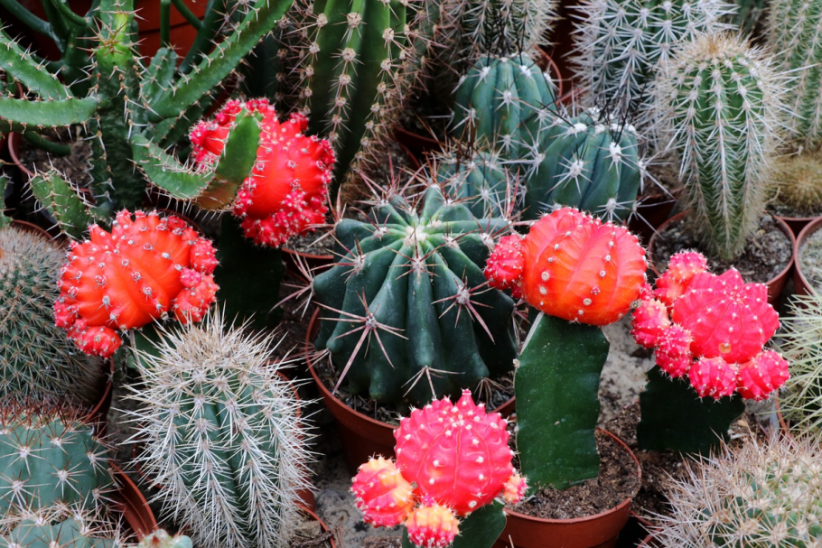 Кактус цереус мексиканский искусственный