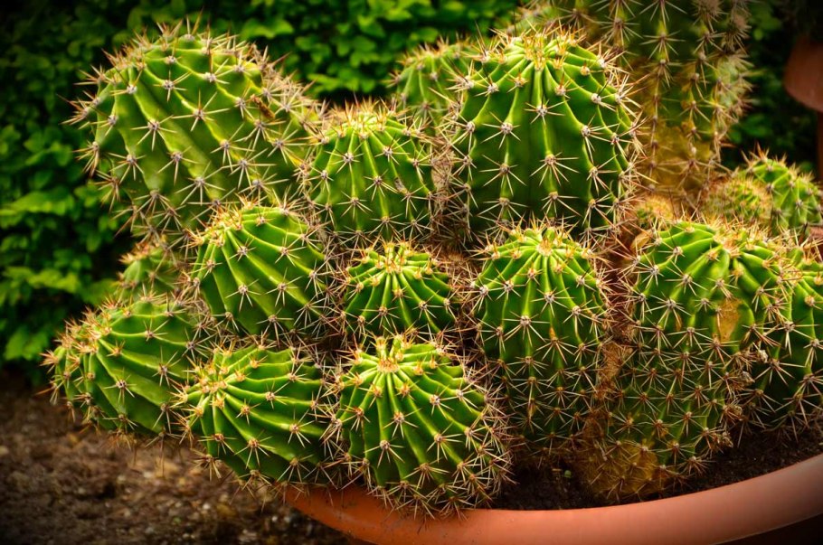 Кактусовые сады Бразилии