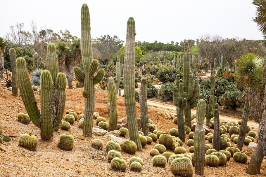 Кактусовые Cactaceae