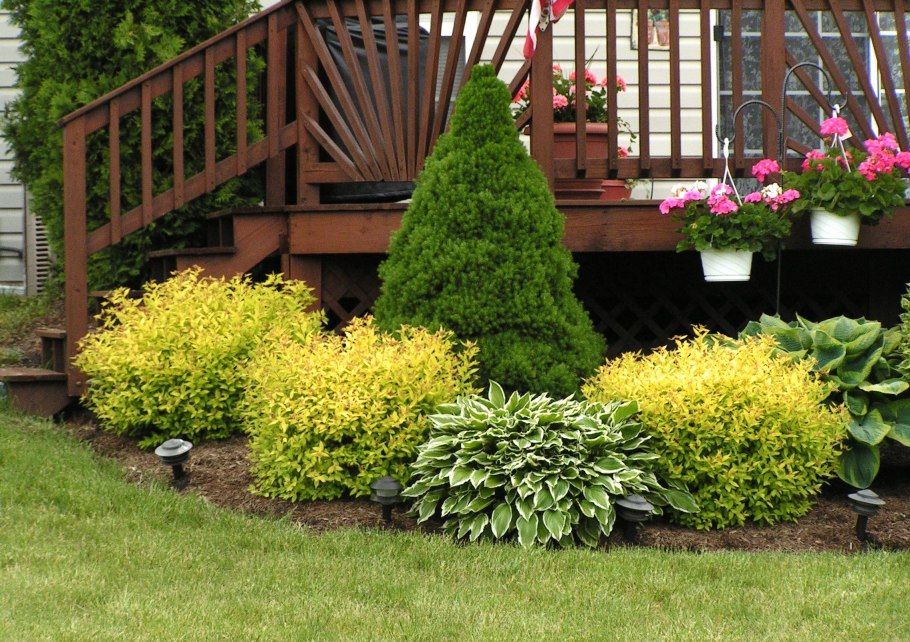 Хвойники Барбарис спирея