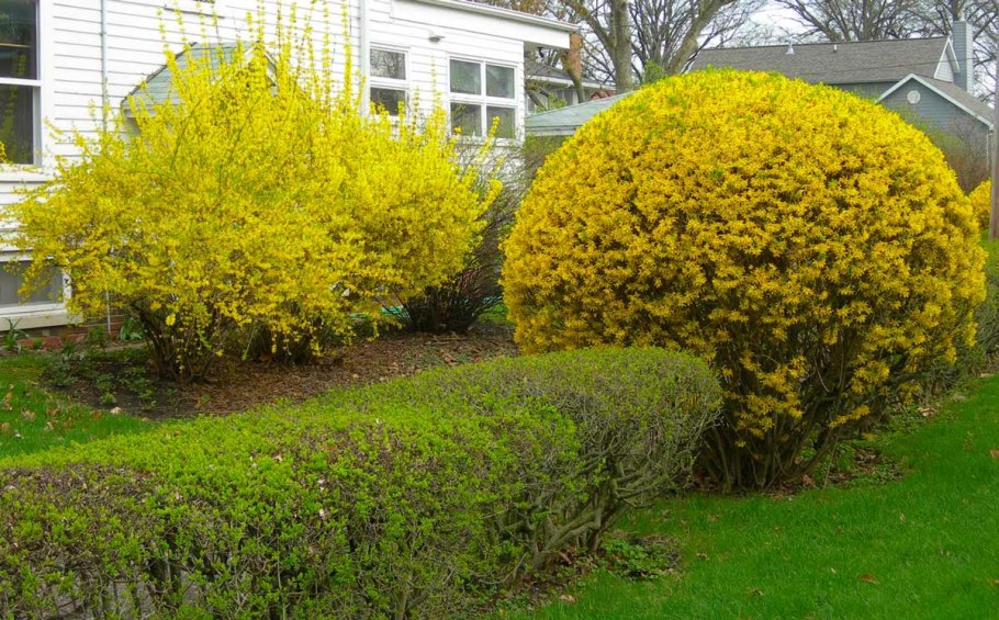 Форзиция Веберс Бронкс