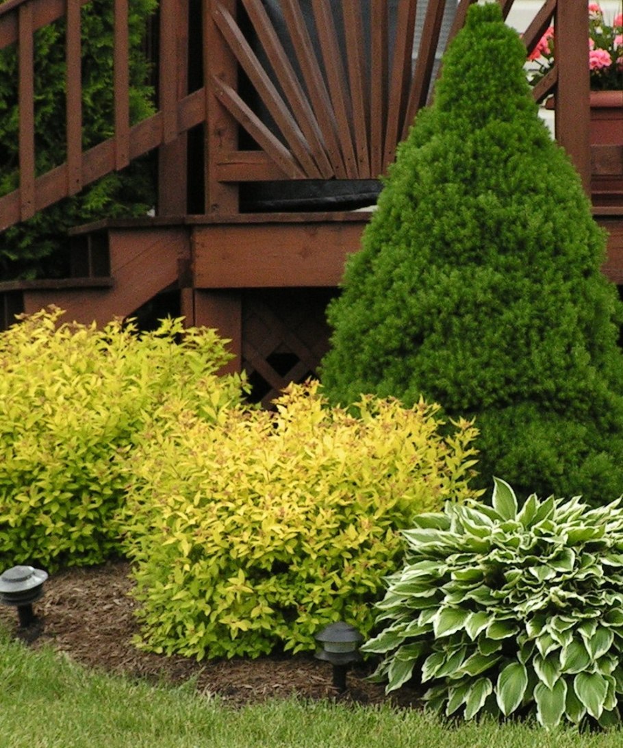 Спирея японская Голден принцесс