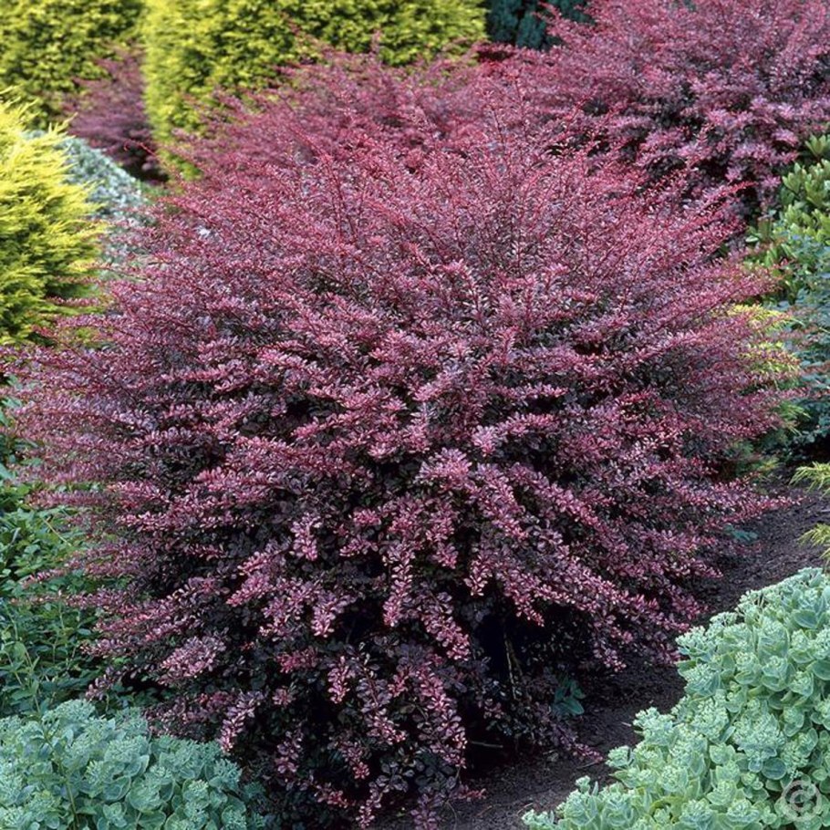 Барбарис Роуз Глоу