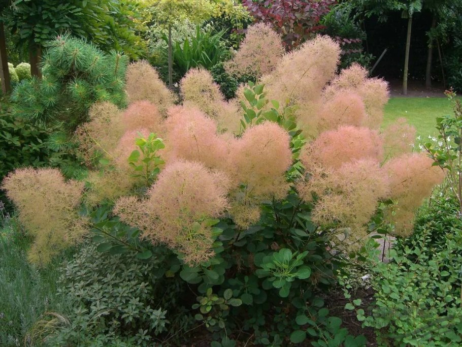 Скумпия Кожевенная (Cotinus coggygria &#96;Royal Purple&#96;)