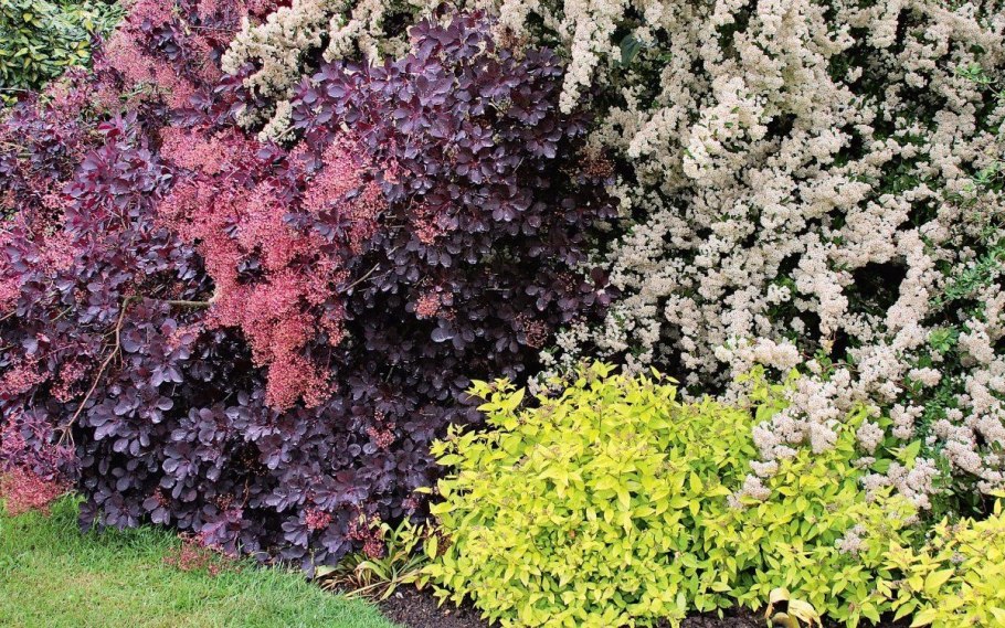 Дерен спирея Барбарис