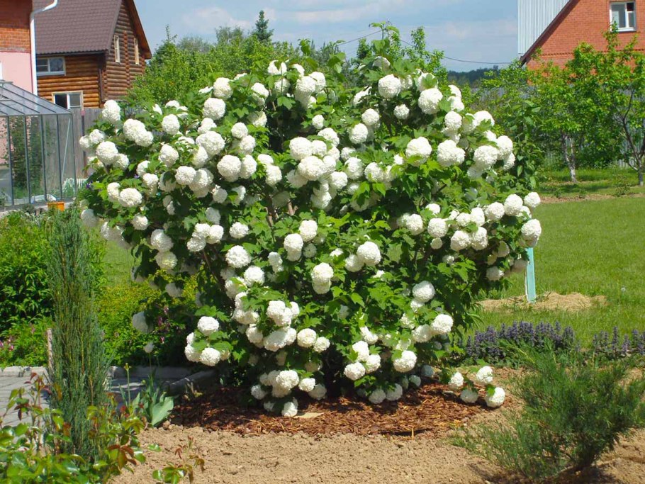 Астильба Распберри