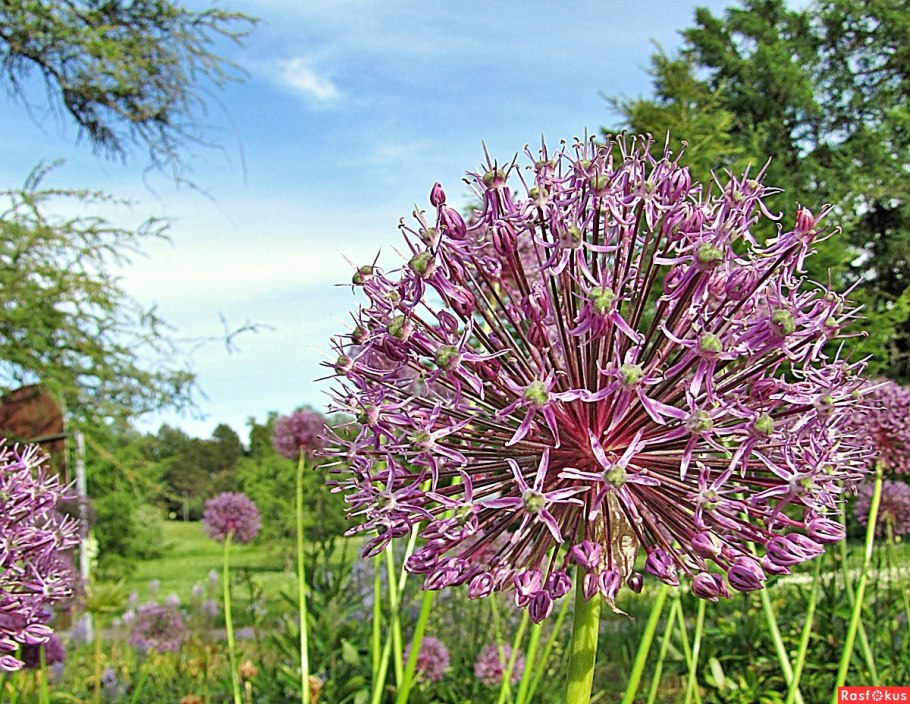 Анзур (лук горный афлатунский)
