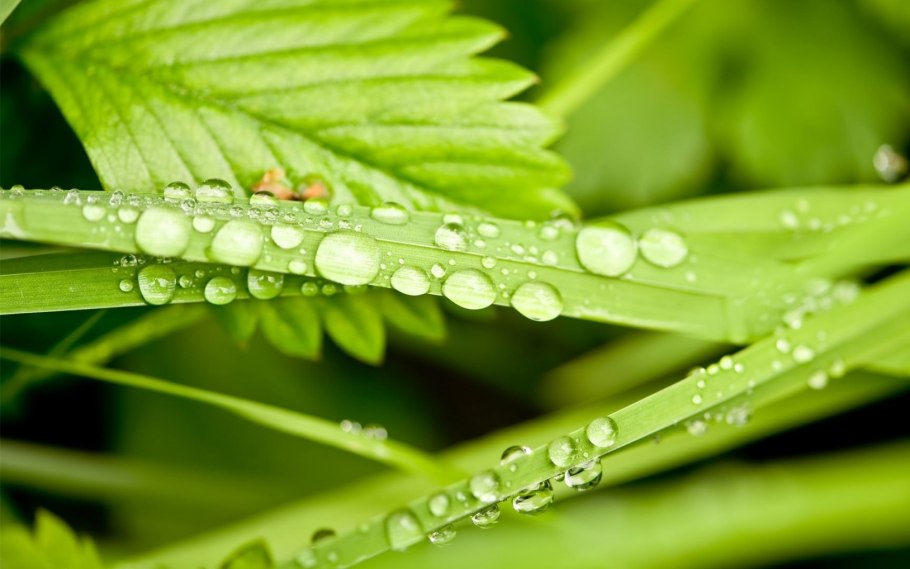 Роса на траве