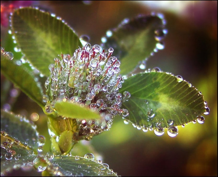 Роса на траве