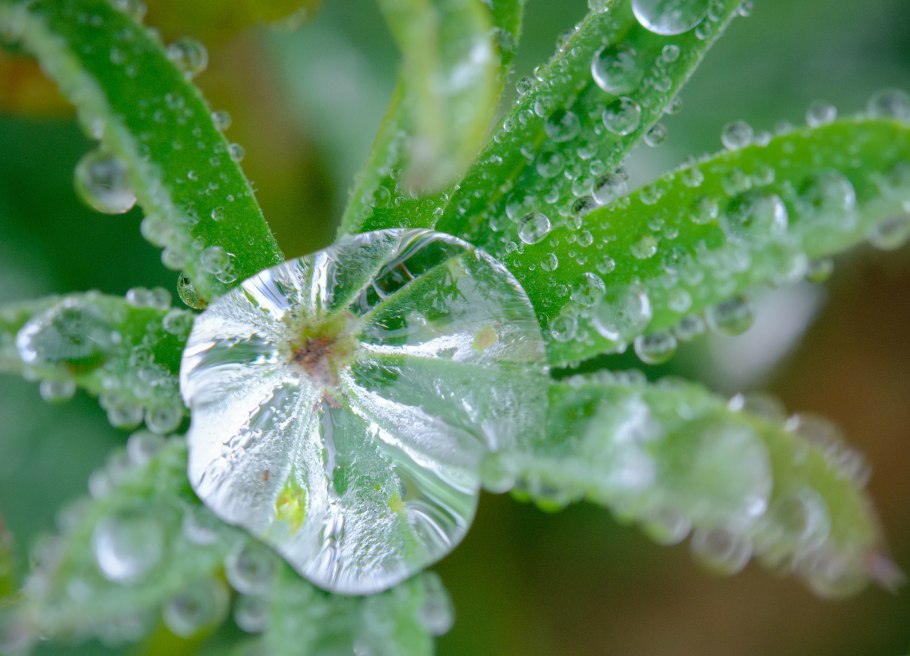 Макросъемка растений