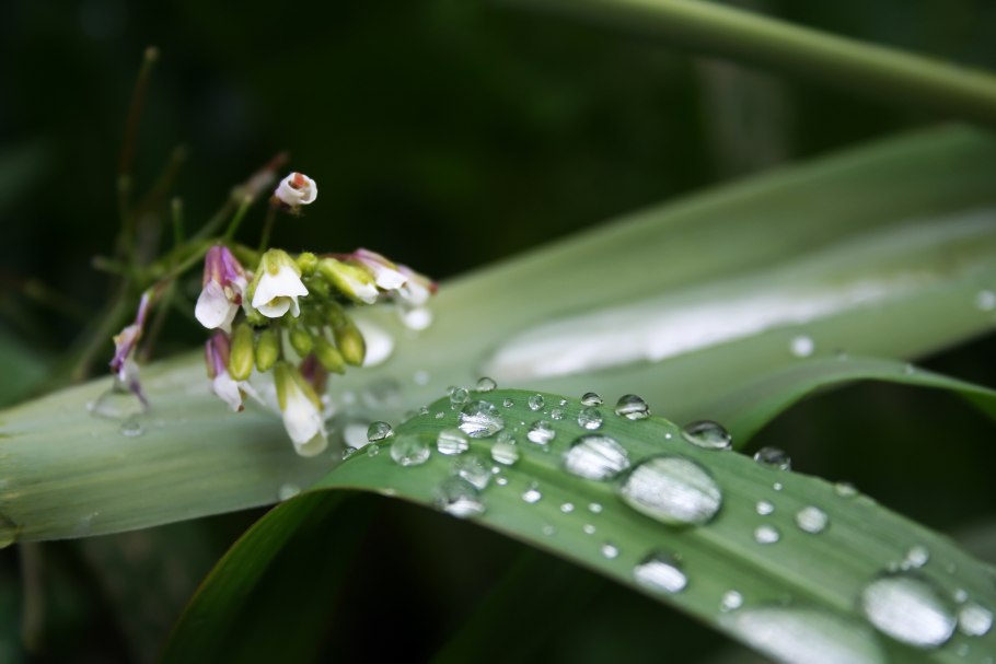 Сильная роса на траве