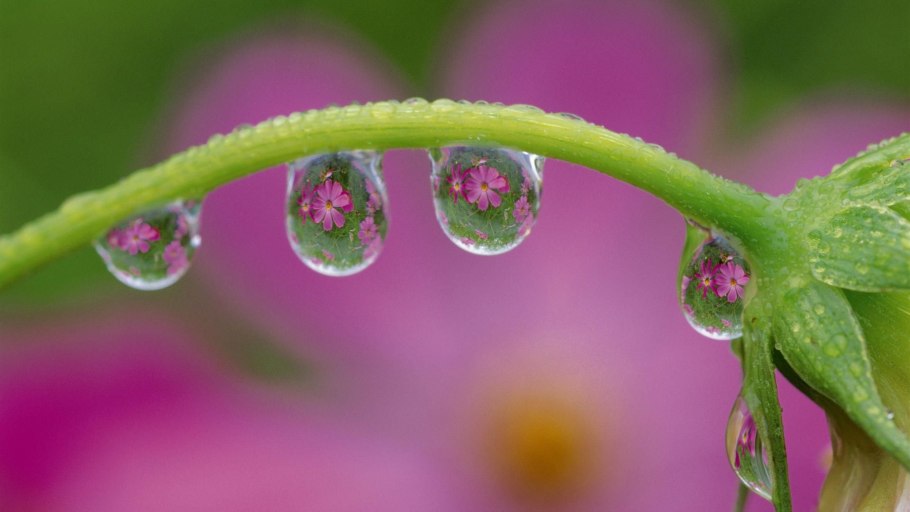 Картинки на рабочий стол зелень