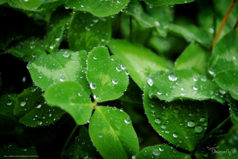 Растения с капельками воды