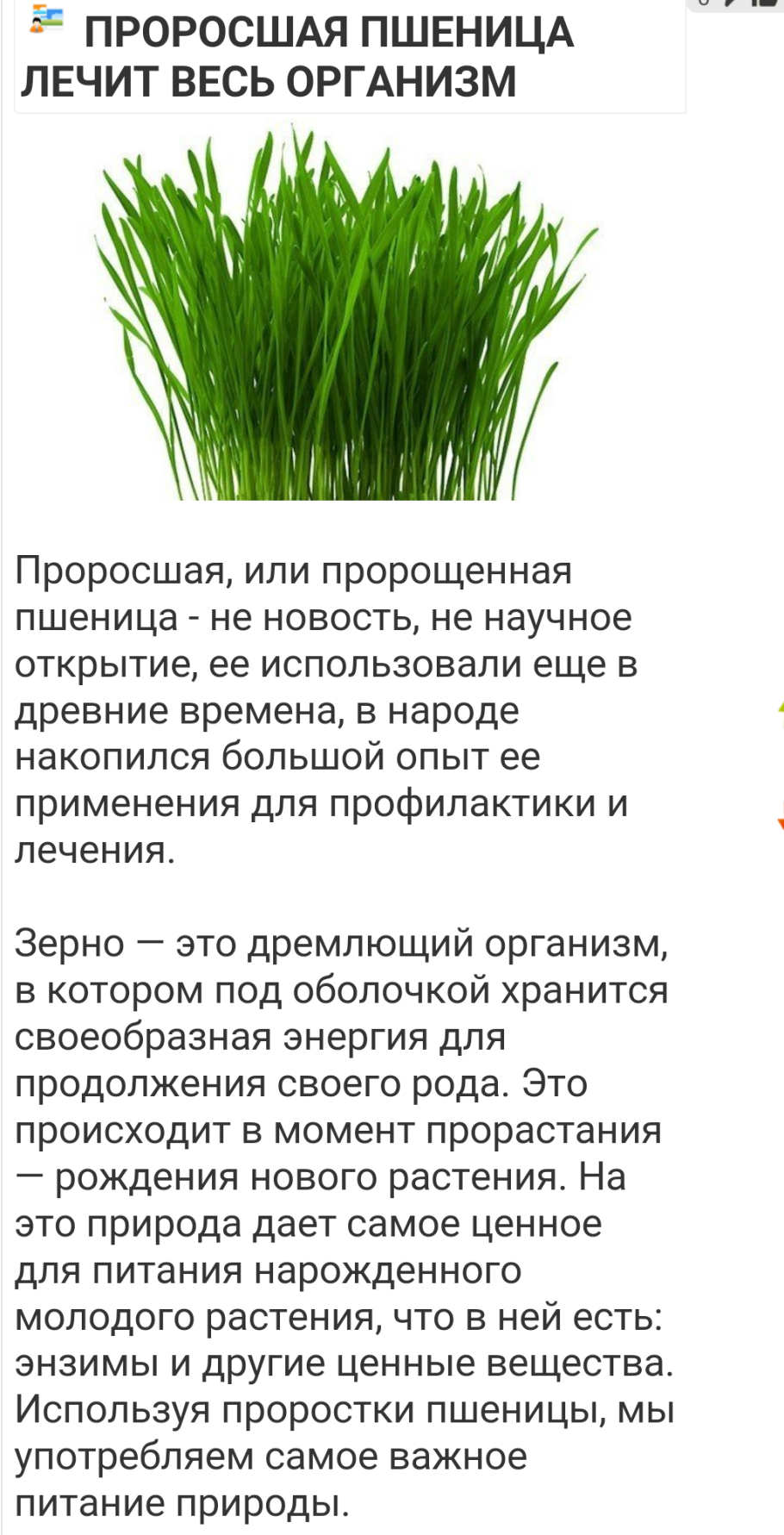 Крупа пшеничная полба