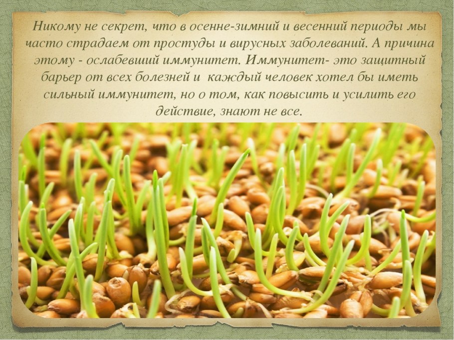 Пророщенная пшеница микроэлементы