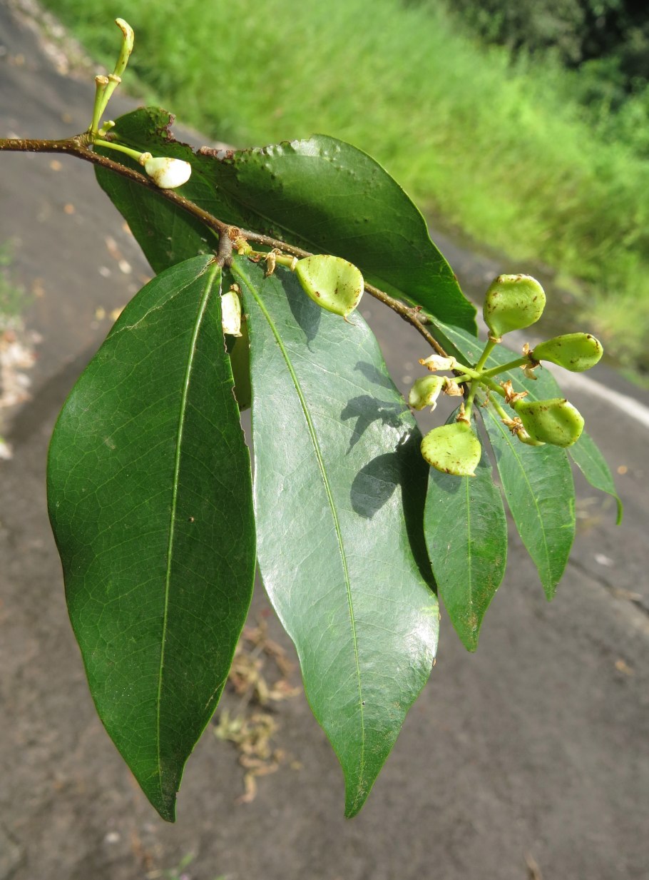 Irvingbaileya(Icacinaceae)