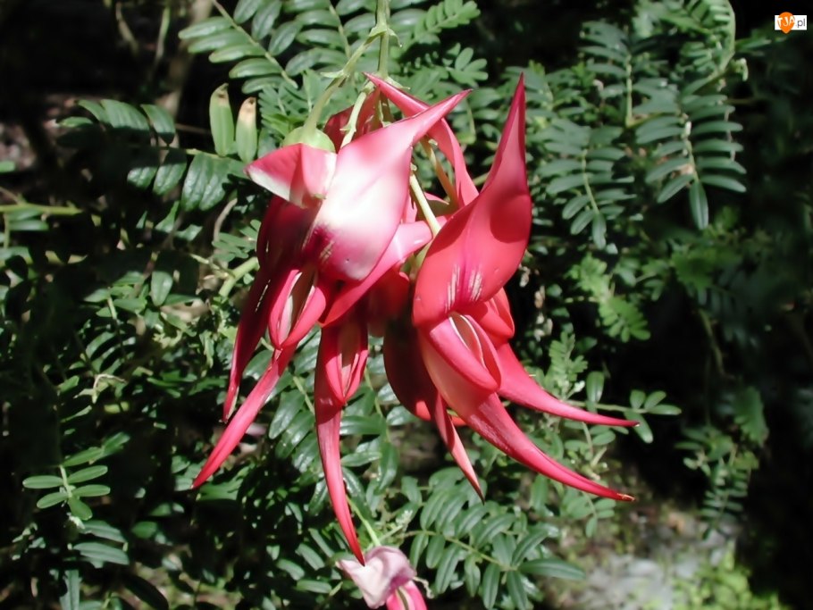 Жимолость Lonicera