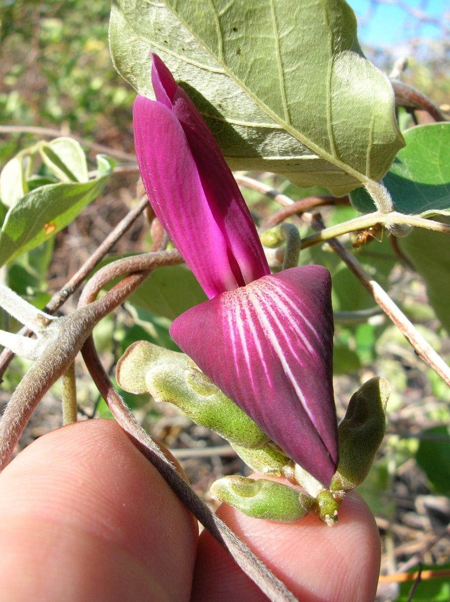 Канавалия фото растения