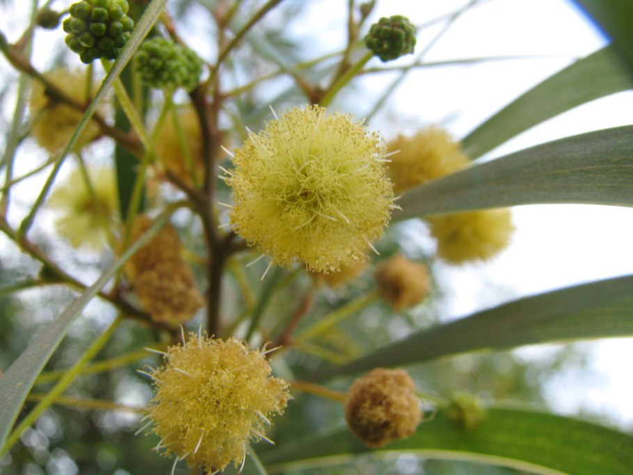 Индигофера Жерара