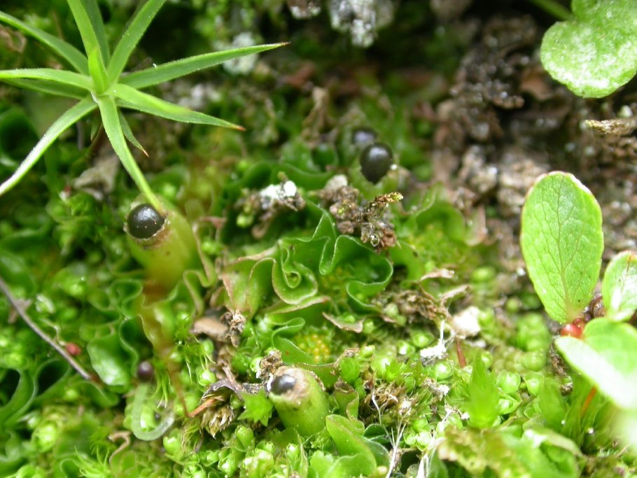 Марена сердцелистная