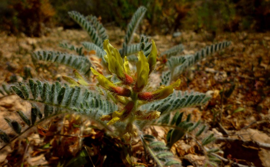 Десмодиум Блюбелл