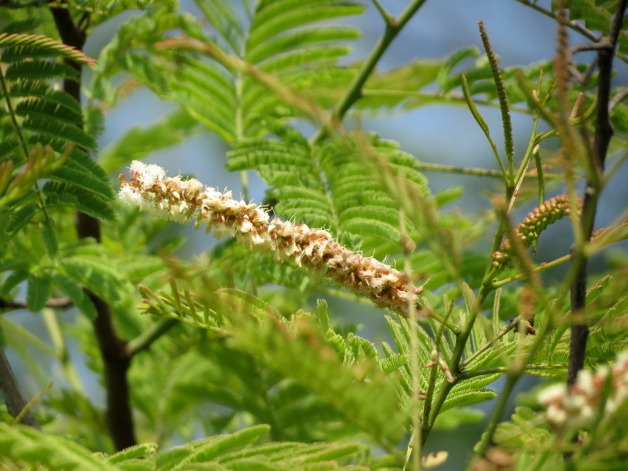 Clianthus puniceus