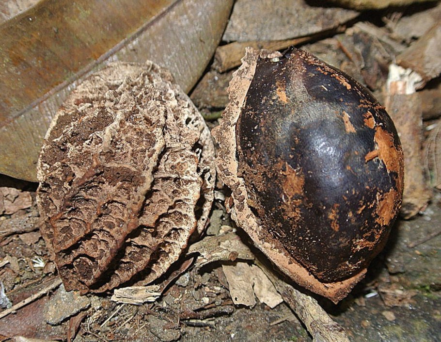 Аистник цикутный (Erodium cicutarium)