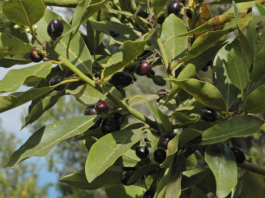 Laurus Nobilis Италия