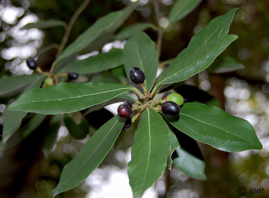 Laurus Nobilis 'undulata'