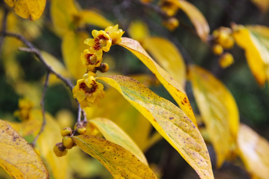 Карамельное дерево в Сочи