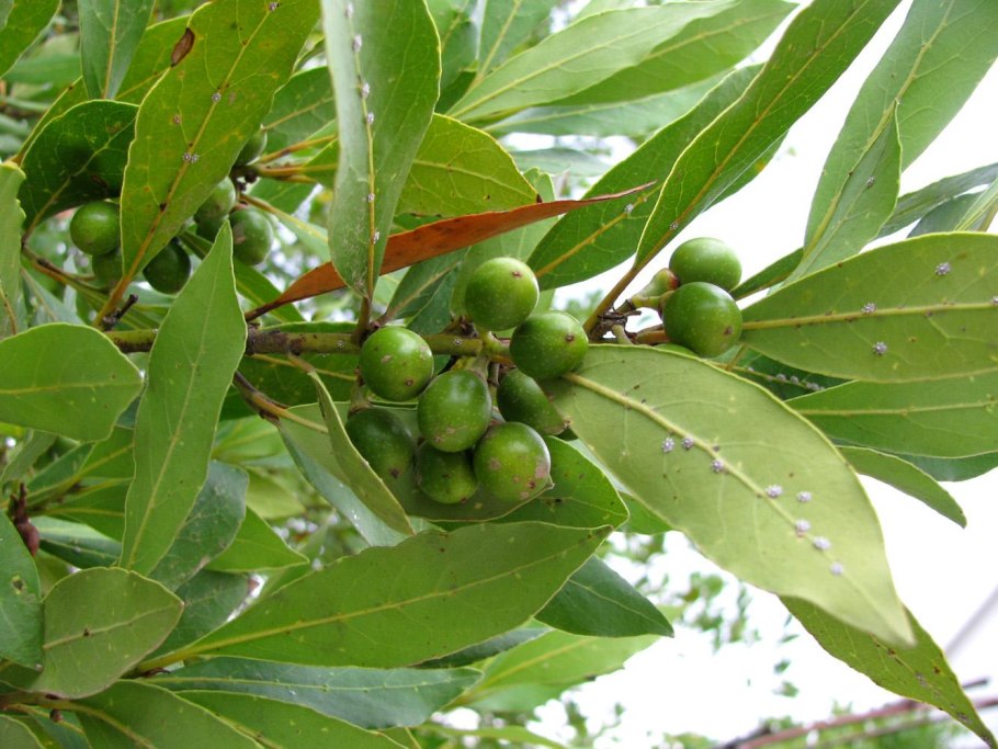 Лавр благородный (Laurus Nobilis)