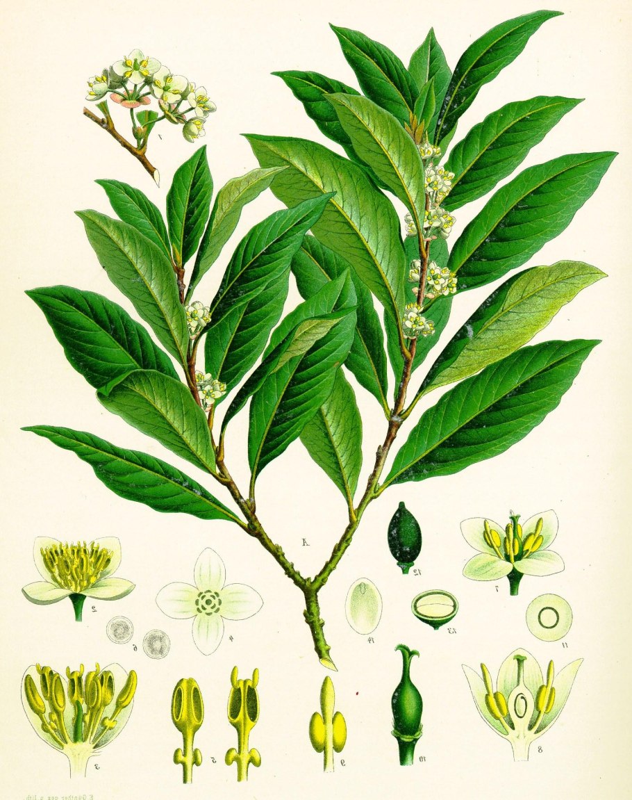 Лавр благородный (Laurus Nobilis)