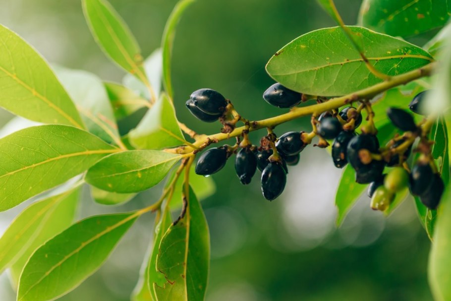 Ягоды лаврового дерева