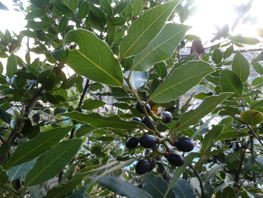 Laurus Nobilis Италия