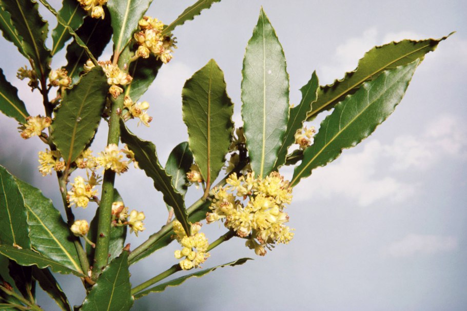 Лавр благородный (Laurus Nobilis)