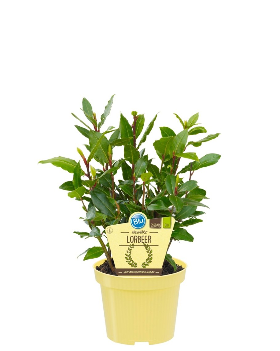 Лаурус 17 см цветок фото