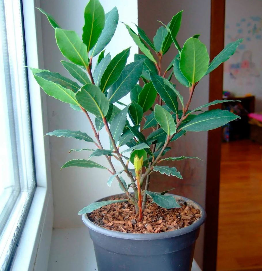 Лавр Нобилис комнатное растение