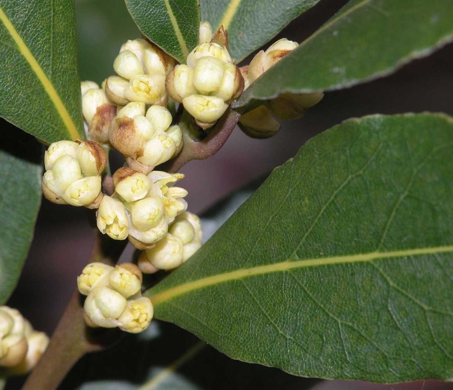 Лавр благородный (Laurus Nobilis)