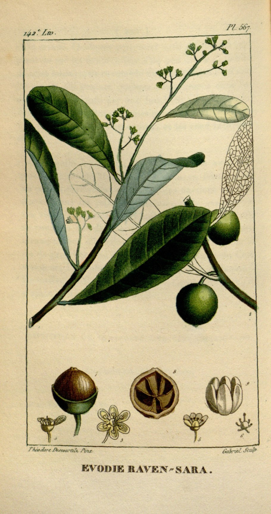 Cinnamomum camphora Ботанический рисунок
