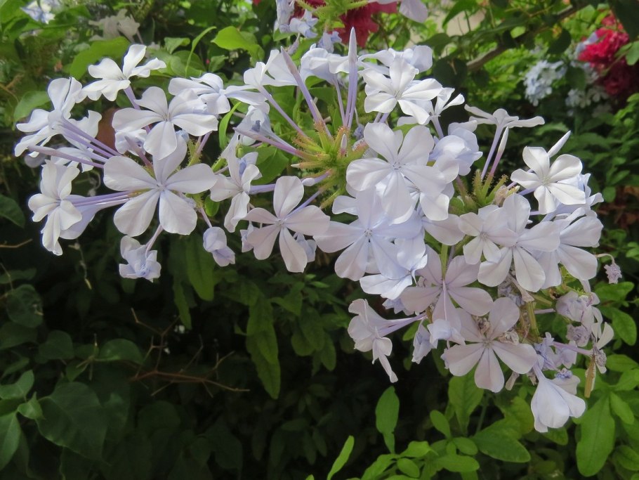 Свинчатка Plumbago auriculata