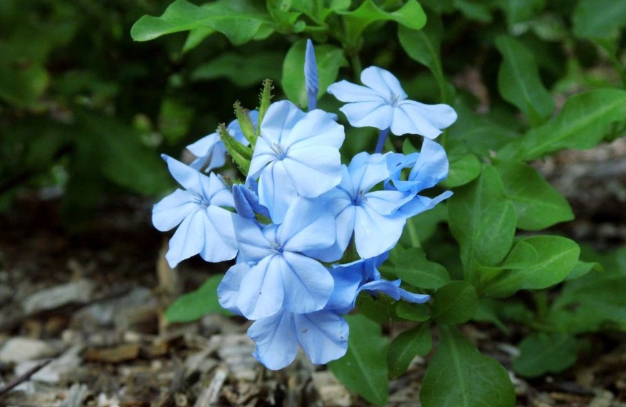 Ceratostigma griffithii