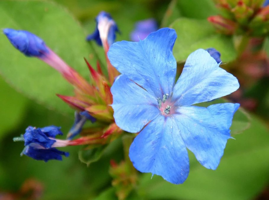Plumbago capensis