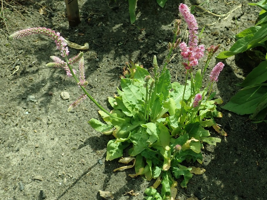 Кермек плосколистный (Limonium platyphyllum)