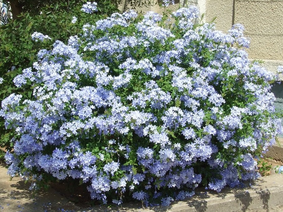 Кермек (Limonium)