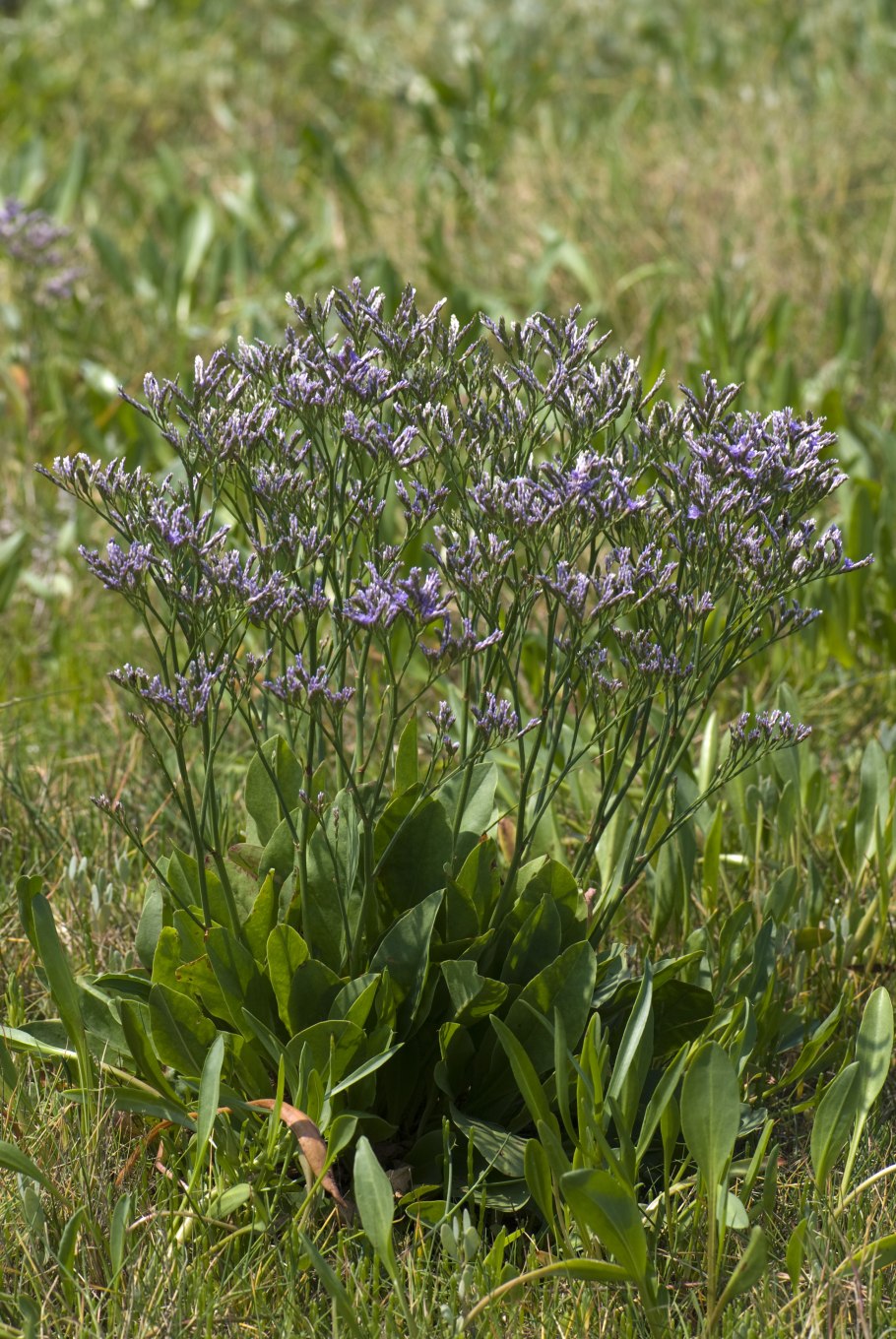 Кермек Гмелина (Limonium gmelinii