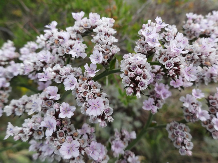 Plumbago zeylanica