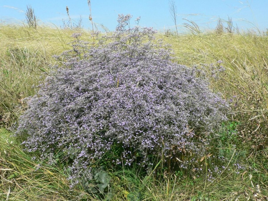 Плюмбаго куст